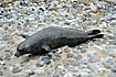 Photo ofCommon Seal (Phoca vitulina). Photographer: 