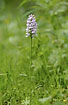 Heath Spotted-orchid on the forest floor