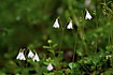A nice group on twinflowers