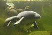 Photo ofWest Indian manatee/ sea cow  (Trichechus manatus). Photographer: 