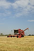 Red harvester in august on wheat field