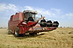 Large, red harvester in august