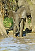 Young Elephant bathing
