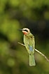 Photo ofWhite-fronted Bee-eater (Merops bullockoides). Photographer: 