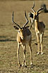 Impalas with beatiful horns