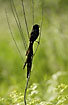 Photo ofRed-Collared Widowbird (Euplectes ardens). Photographer: 
