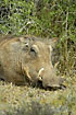 Warthog with large canines