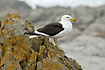 Gull on rocks at seashore
