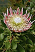 The pompous King Protea - the largest flower in the genus