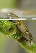 Fire-Bellied Toad on twig
