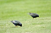 Starlings looking for worms in the lawn