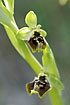 Foto af Bornmllers Ophrys (Ophrys bornmuelleri). Fotograf: 