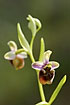 Spider Orchid with light pink sepals and petals in backlight