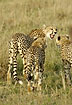 Cheetah mom giving the young some disciplin
