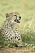Cheetah showing the sharp teeth