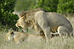 Lions mating while the male is roaring