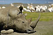 Foto af Hvidt Nsehorn (Ceratotherium simum). Fotograf: 