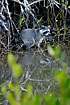 Raccon in the mangrove