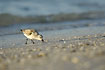 Sanderling findin food at the beach