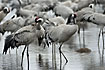 Cranes grooming in the large group
