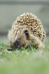 Hedgehog fouraging in the grass