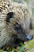 Hedgehog up close