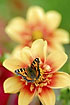 Small Tortoiseshell sucking nectar on similarly colored flower