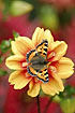 Small Tortoiseshell sucking nectar on similarly colored flower