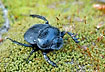A dung beetle - probably Scarabaeus semipunctatus