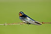 Swallow on barbed wire