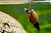 Freshwater snail on the way to the surface for air