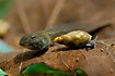 Freshwater snail rasping on a dead leaf with a tadpole behind