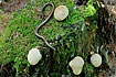 Slow worm on tree stump with mushrooms