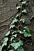 Common Ivy crawling up beech trunk