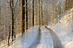 Creative photo of forest road in snow - motion