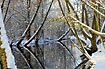 Snow covered tree trunks are mirrored in the river