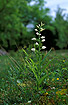 Foto af Svrd-Skovlijle (Cephalanthera longifolia). Fotograf: 