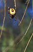 Photo of (Araneus marmoreus). Photographer: 