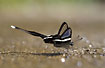 Photo ofGreen Dragontail (Lamproptera meges). Photographer: 