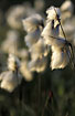 Flowering Common Cottongrass