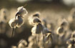 Flowering Common Cottongrass