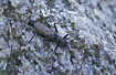 Adult stonefly - male