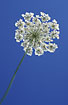 Inflorescense of a Wild Carrot against a blue sky