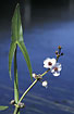 Photo ofArrowhead (Sagittaria sagittifolia). Photographer: 