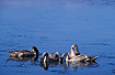Four fouraging juvenile Mute Swans