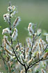 Eared Willow