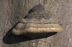 Tinder fungus on a beech trunk