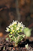 Photo ofWhite Butterbur (Petasites albus). Photographer: 