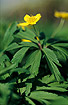 Flowering Yellow Anemone
