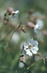 Flowering Bladder Campion